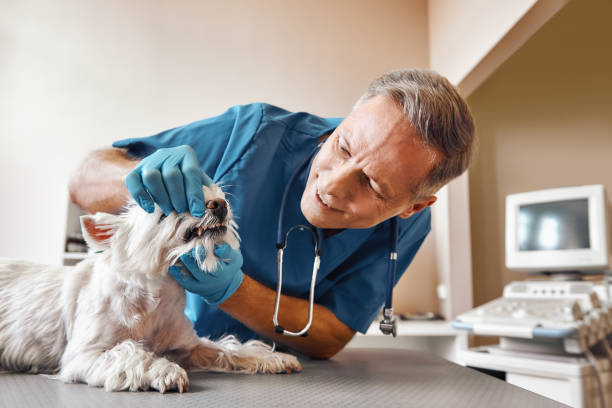 Best Chipped Tooth Repair Near Me  in Mccrory, AR